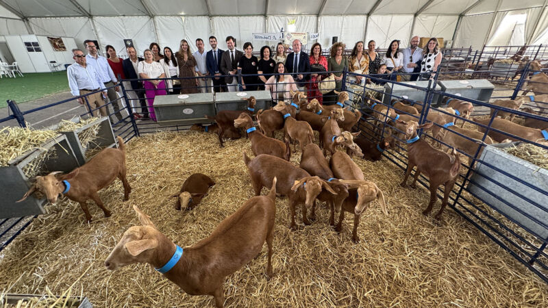 El Recinto Ferial acoge la exposición de la raza caprina malagueña dentro de AGROGANT y la Feria de Primavera 2025