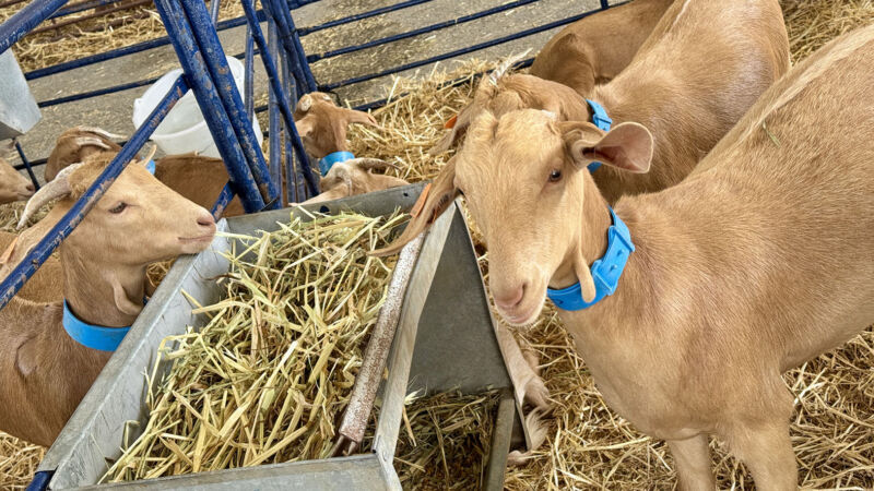 El Recinto Ferial acoge la exposición de la raza caprina malagueña dentro de AGROGANT y la Feria de Primavera 2025
